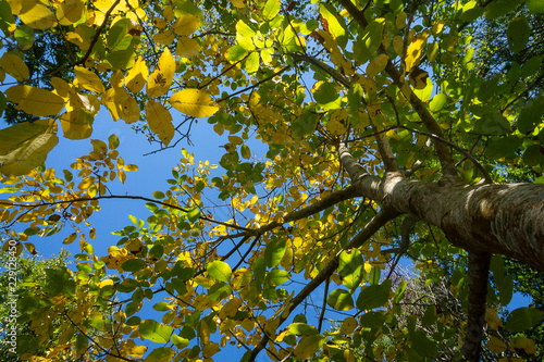 foglie albero visto da sotto 