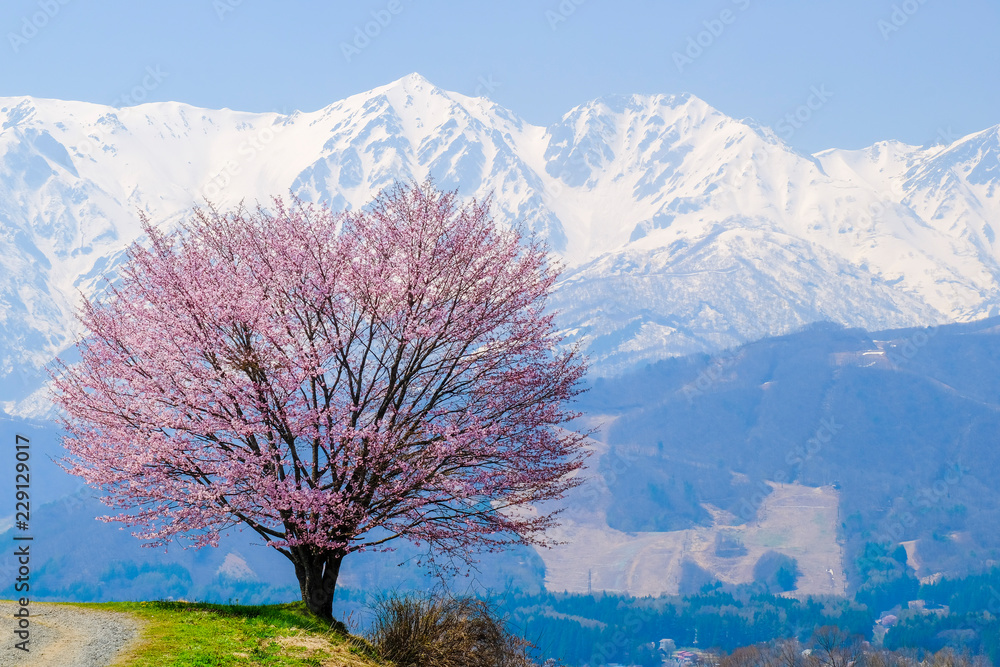 27 Best 野平の一本桜 Images Stock Photos Vectors Adobe Stock