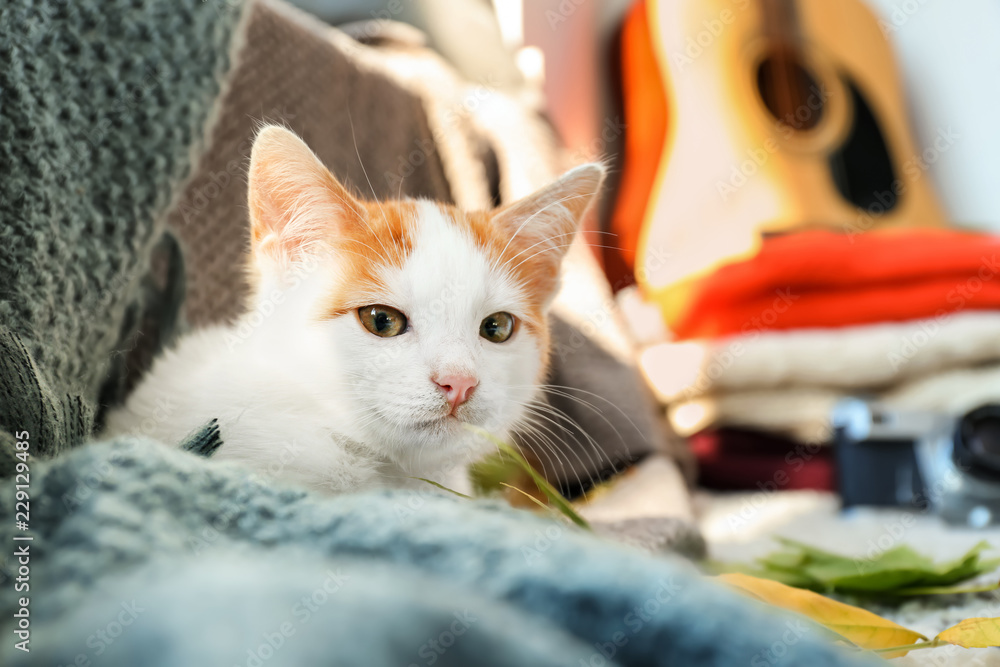 Cute little kitten lying on plaid at home Cute little kitten lying on plaid at home