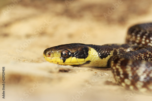 aesculapian snake portrait, juvenile