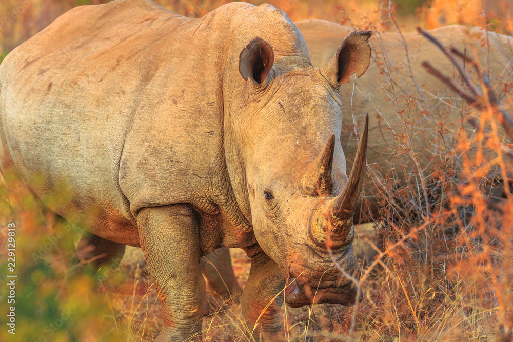 Fototapeta premium Nosorożec biały, podgatunek Ceratotherium simum, zwany także nosorożcem kamuflażowym o zachodzie słońca, stojąc w naturalnym środowisku buszu, RPA. Widok z boku. Nosorożce są częścią Wielkiej Piątki.