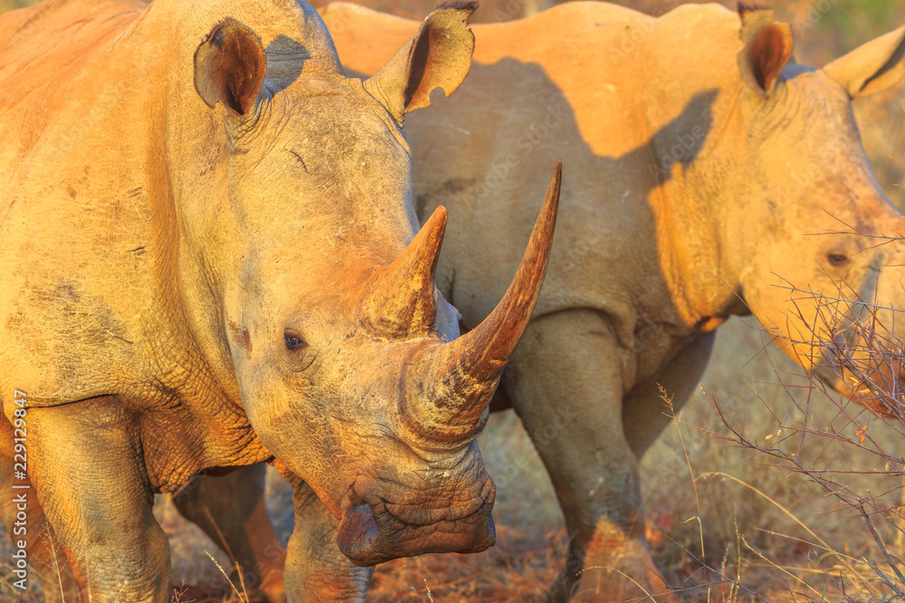Obraz premium Fragment rogu nosorożca białego, Ceratotherium simum, zwanego także nosorożcem kamuflażowym w świetle zachodu słońca stojącego w siedlisku buszu, RPA. Nosorożce są częścią Wielkiej Piątki.
