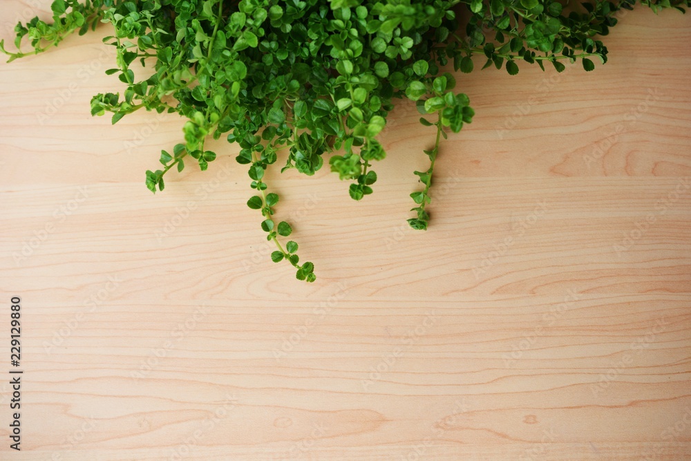 wooden texture and green leaves ivy with space copy background wooden texture and green leaves ivy with space copy background