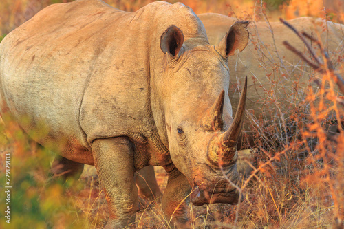 White Rhinoceros, subspecies Ceratotherium simum, also called camouflage rhinoceros at sunset light standing in bushland natural habitat, South Africa. Side view. The Rhinos is part of the Big Five.