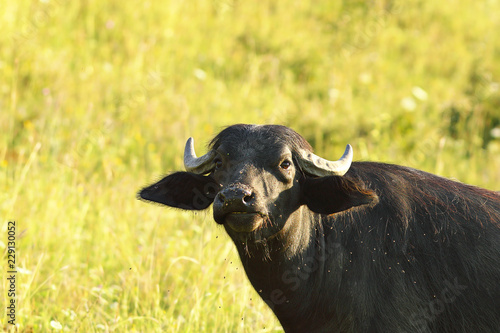 Cuadro en lienzo close-up of domestic buffalo