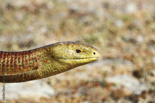 close-up of Pseudopus apodus