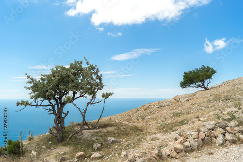 Two tree on top of Ilyas-Kaya mountain overlooking the sea