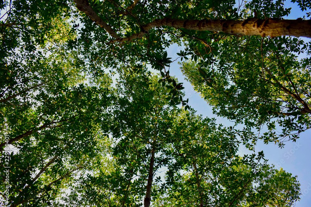 Fototapeta premium looking up to the trees in the forest,Branches of the Big tree.