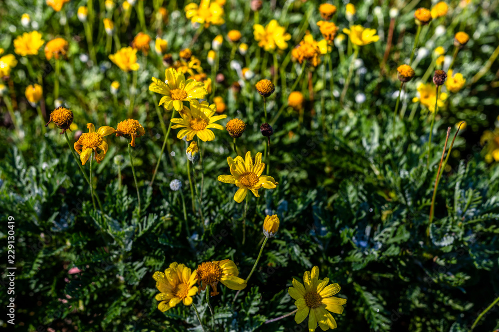 Jerusalem artichoke flower Jerusalem artichoke flower