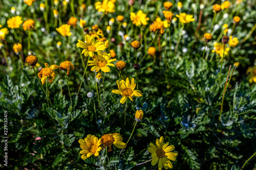 Jerusalem artichoke flower