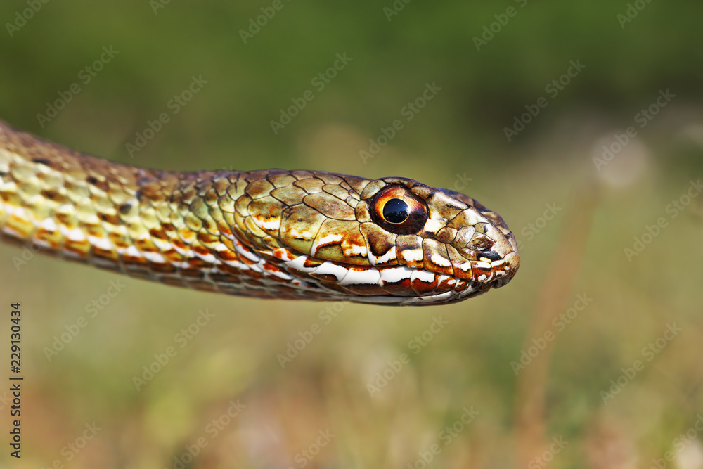 colorful head of eastern montpellier snake colorful head of eastern montpellier snake