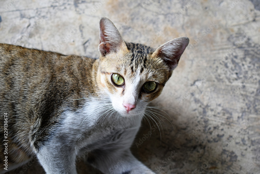 cat sitting on the floor and looking to the camera cat sitting on the floor and looking to the camera