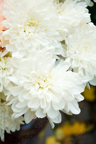 Bouquet of Salmon Color and White Chrysanthemum or Golden-Daisy