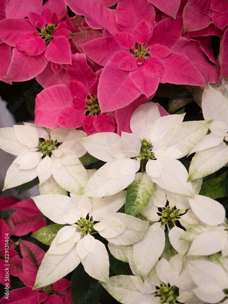 白いポインセチア Stock Photo Adobe Stock