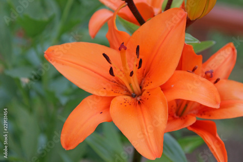 orange lily flower © Martin
