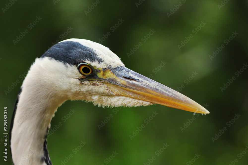 portrait of grey heron over green out of focus background portrait of grey heron over green out of focus background
