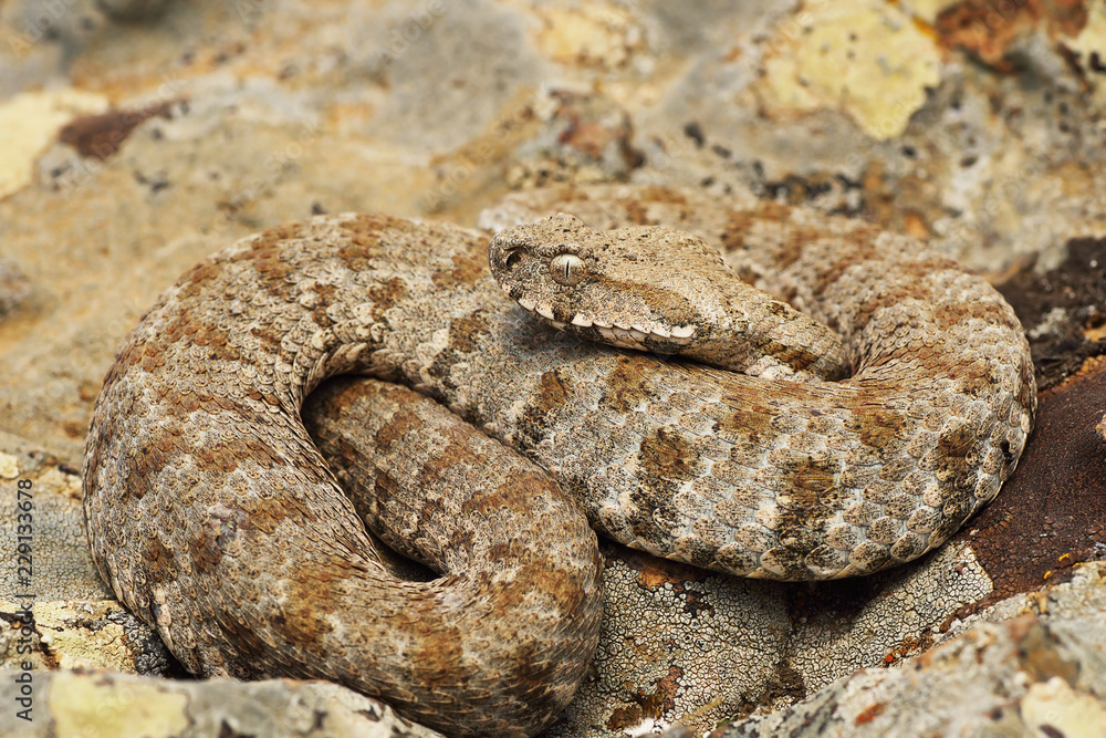 Obraz premium the beautiful and dangerous milos viper