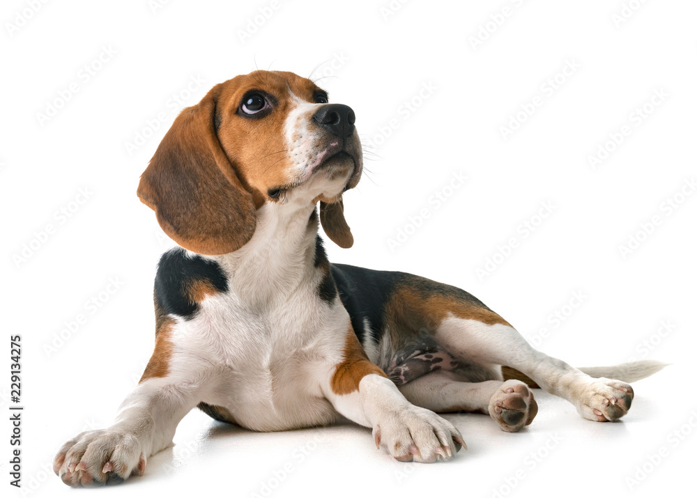 puppy beagle in studio