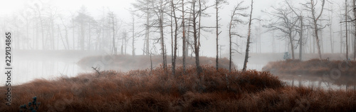 Obraz na plátně misty swamp