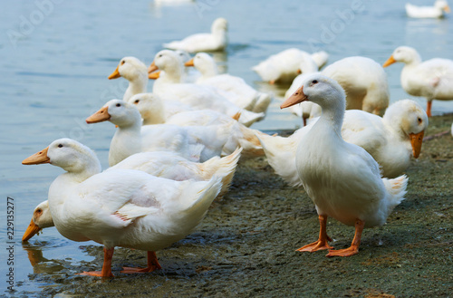 Ducks consuming water