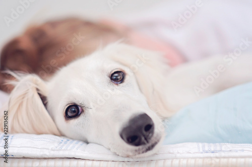 A closeup of a relaxed dog, little cute white saluki puppy (persian greyhound) together with a young girl who owns the pet. A tired teenager is resting blurry on the background.
