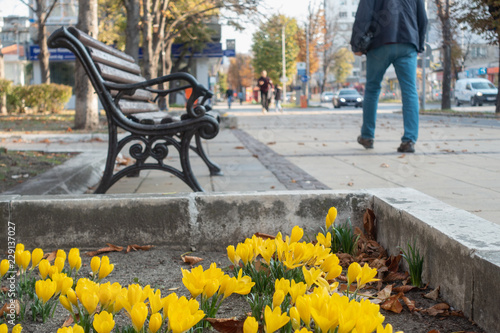 Fototapeta Naklejka Na Ścianę i Meble -  Fall flowering crocus, Varna, Bulgaria