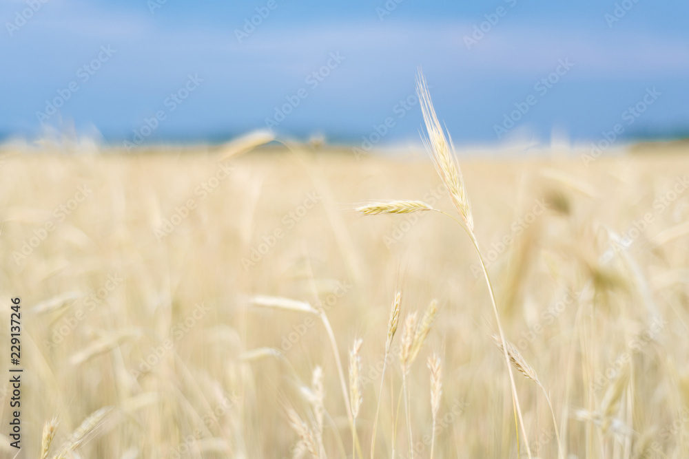 Obraz premium field, wheat, ears, sky, bokeh