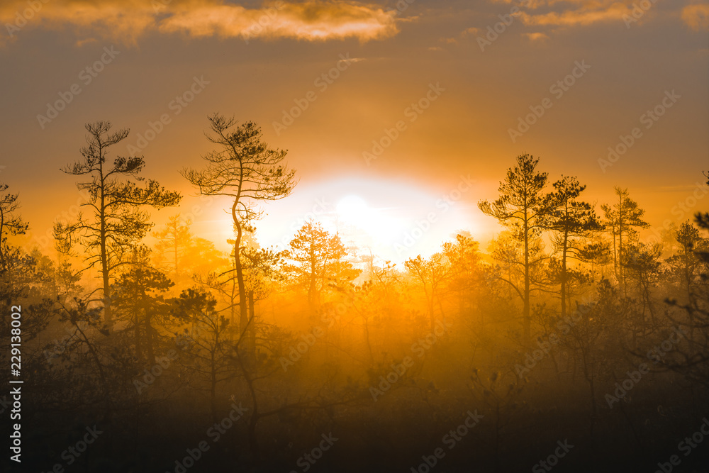 Colorful sunrise at swamp covered in fog. Wooden trail leading through the swamp. Sunshine through the thick mist with tree silhouettes at Cenas Tīrelis in Latvia. Early morning delight. 