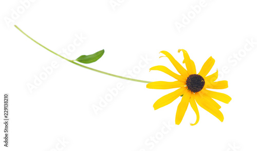 Black eyed susan- rudbeckia flower isolated on white background.  photo