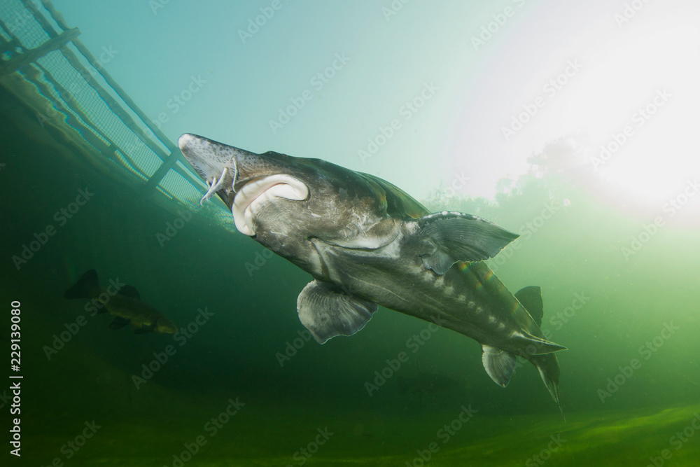 The biggest fish Beluga, Huso huso swimming in the river. Underwater ...