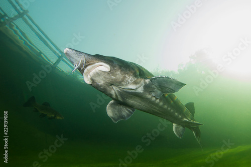 The biggest fish Beluga, Huso huso swimming in the river. Underwater photography. Freshwater fish sturgeon swimming in the nature. Fish in tank. Nice background. Live in the sea. Great Sturgeon. © Rostislav