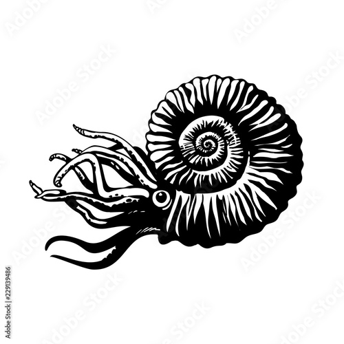 Sketch of prehistoric ammonite. Extinct marine mollusc. Hand drawn vector illustration.