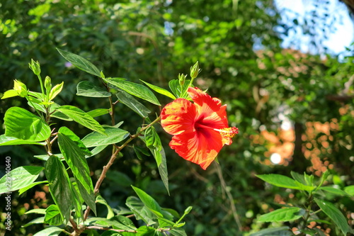fleure rouge orangée