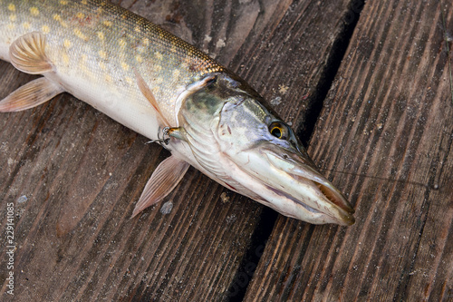 Close up view of big freshwater pike lies on vintage wooden background.