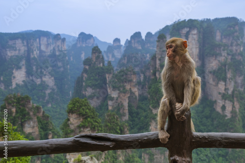 Monkey in Tianzi Avatar mountains nature park - Wulingyuan China © Nikolai Sorokin
