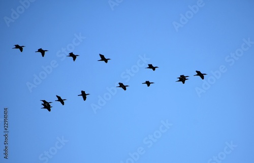 flock of birds on blue sky © fabrizio