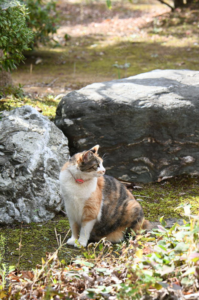 外猫 外猫