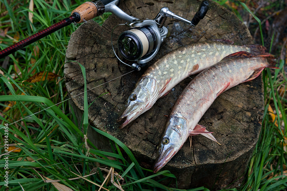Freshwater pike fish lies on a wooden hemp and fishing rod with reel..  Stock Photo