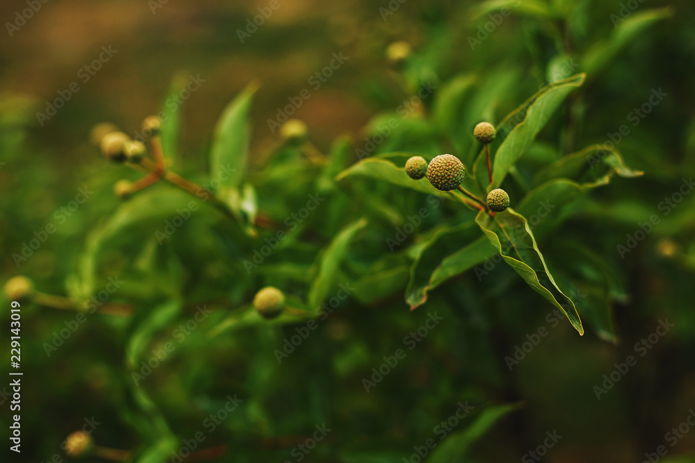 Round flowers of Cephalantus occidentalis on a blurry green natural background Round flowers of Cephalantus occidentalis on a blurry green natural background