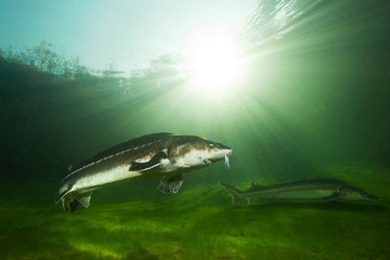 Freshwater fish Russian sturgeon, acipenser gueldenstaedti in the beautiful clean river. Underwater photography of swimming sturgeon in the nature. Wild life animal. River habitat, nice background.