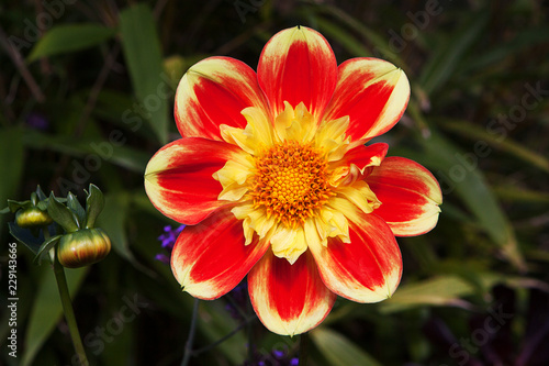 Fototapeta Naklejka Na Ścianę i Meble -  Pretty red and yellow dahlia, variety Pooh, hopefully after Pooh Bear and not something smellier