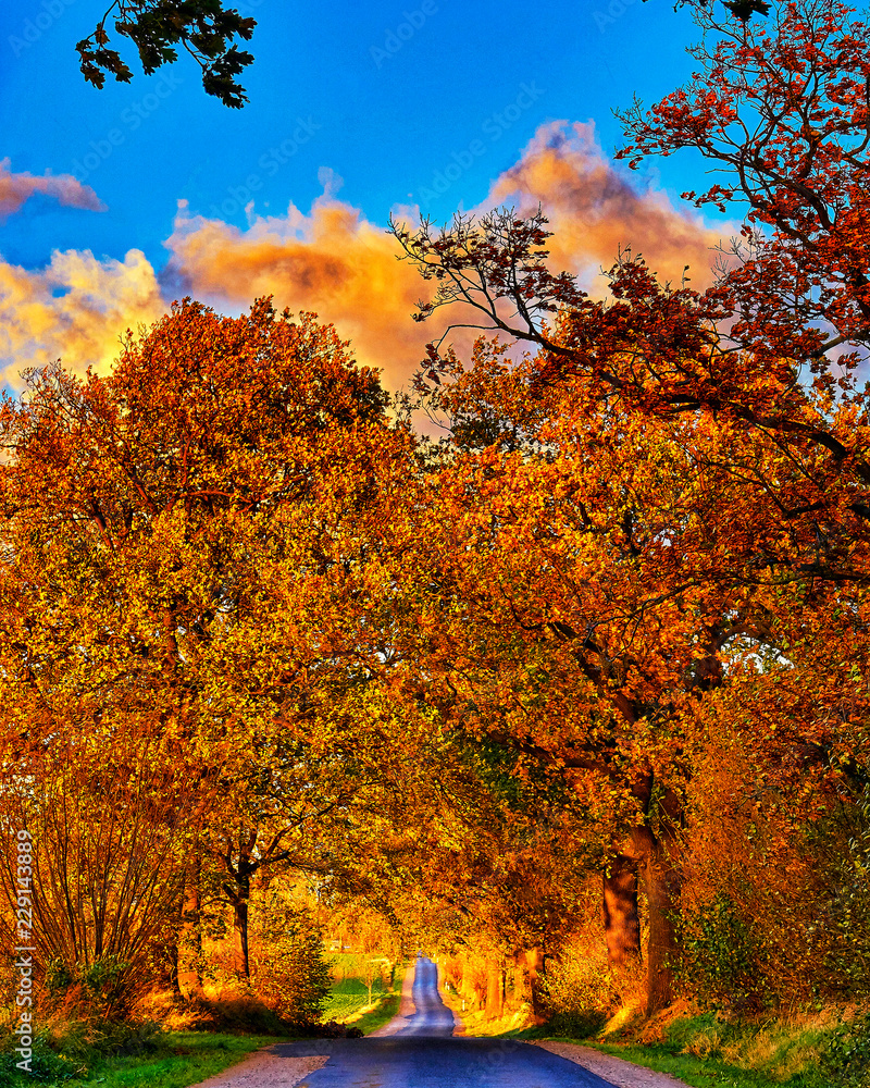 Fototapeta premium A beautiful avenue of trees and colorful clouds