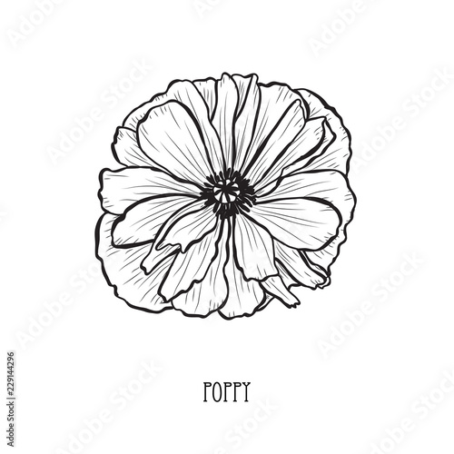 Fototapeta Naklejka Na Ścianę i Meble -  hand drawn floral decoration