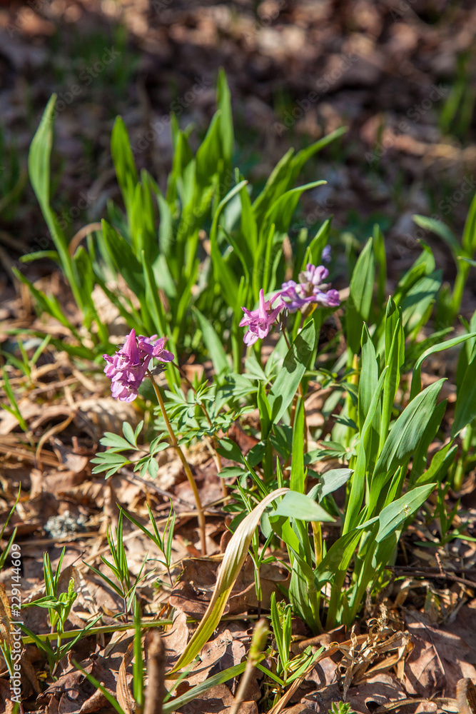 Spring forest with blooming Corydalis cava flowers. Spring forest with blooming Corydalis cava flowers.