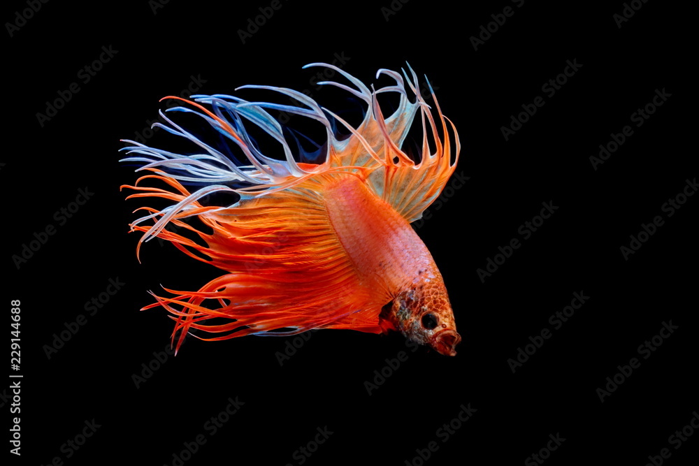 Fototapeta premium Siamese fighting fish, red fish, black background Betta splendens, Betta Fish, Halfmoon Betta.