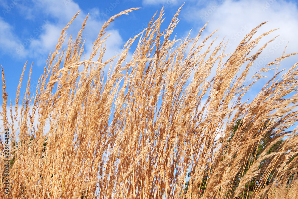 Fototapeta premium Calamagrostis varia grass or reeds against cloudy blue sky with sun shining on them