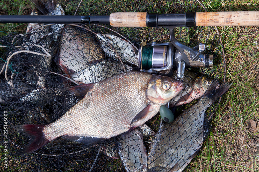 Big freshwater common bream fish and fishing rod with reel on landing net. Big freshwater common bream fish and fishing rod with reel on landing net.