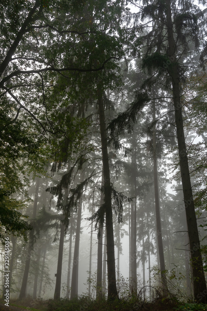Fototapeta premium Herbstwald