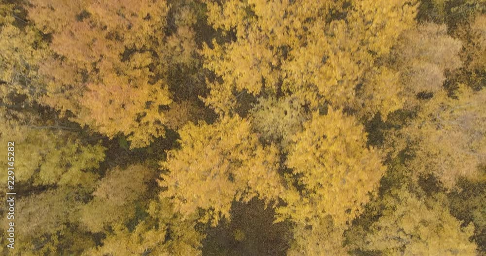 Aerial top view forward shot over yellow golden birch forest in autumn Aerial top view forward shot over yellow golden birch forest in autumn
