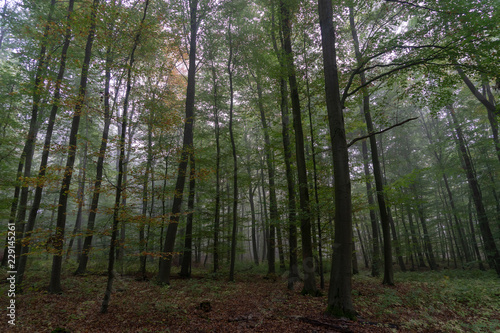 Wald © Günter Tristram